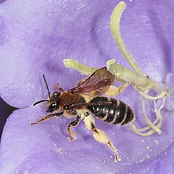 Braunschuppige Sandbiene (Andrena curvungula), W Braunschuppige Sandbiene (Andrena curvungula), W