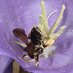 Erdbiene: Andrena curvungula, W Erdbiene: Andrena curvungula, W