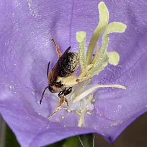 Andrena curvungula, W Andrena curvungula, W