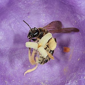 Andrena curvungula, W Andrena curvungula, W