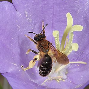 Andrena curvungula, W