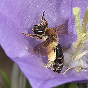 Andrena curvungula, W Andrena curvungula, W