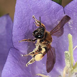Andrena curvungula, W Andrena curvungula, W