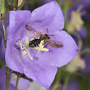 Andrena curvungula, W Andrena curvungula, W