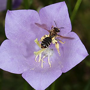 Andrena curvungula, W Andrena curvungula, W