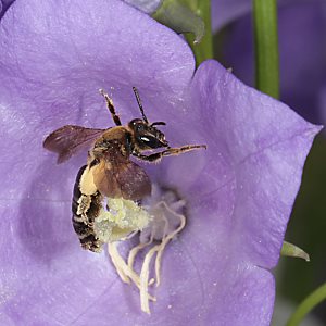 Andrena curvungula, W Andrena curvungula, W