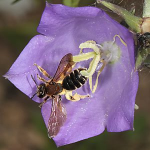 Andrena curvungula, W Andrena curvungula, W