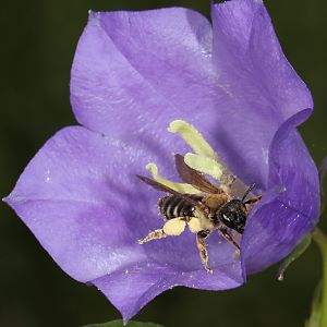 Andrena curvungula, W Andrena curvungula, W