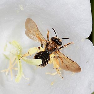 Andrena curvungula, W Andrena curvungula, W