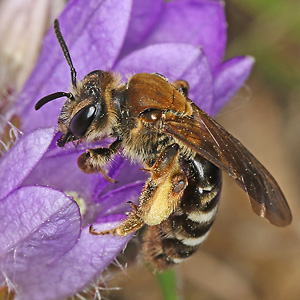 Andrena curvungula, W Andrena curvungula, W