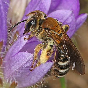 Andrena curvungula, W Andrena curvungula, W