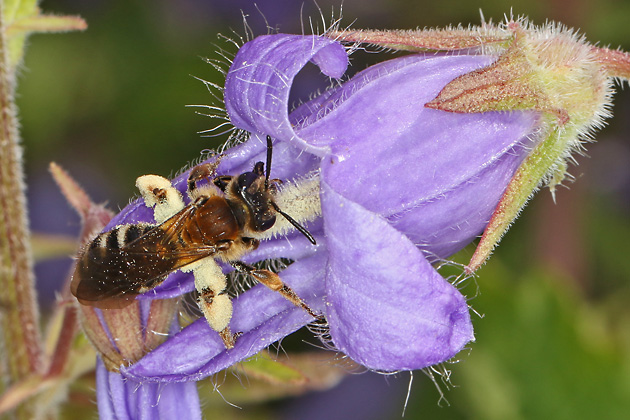 Andrena curvungula, W Andrena curvungula, W