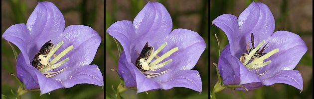 Braunschuppige Sandbiene (Andrena curvungula), W Braunschuppige Sandbiene (Andrena curvungula), W