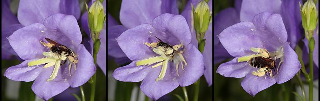 Braunschuppige Sandbiene (Andrena curvungula), W Braunschuppige Sandbiene (Andrena curvungula), W