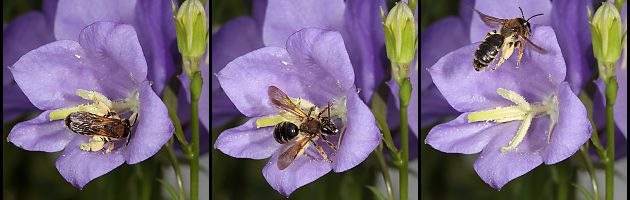 Sandbiene: Andrena curvungula, W Sandbiene: Andrena curvungula, W