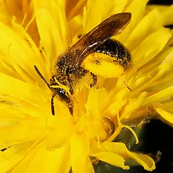 Sandbiene Andrena fulvago, W Sandbiene Andrena fulvago, W