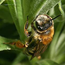 Andrena gravida, W Andrena gravida, W