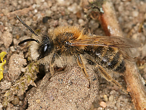 Andrena gravida, M Andrena gravida, M
