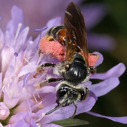 Knautien-Sandbiene (Andrena hattorfiana), W Knautien-Sandbiene (Andrena hattorfiana), W