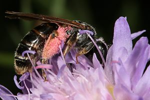 Sandbiene: Andrena hattorfiana, W Sandbiene: Andrena labiata, W