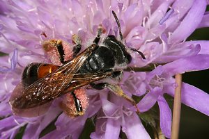 Sandbiene Andrena hattorfiana, W Sandbiene Andrena labiata, W