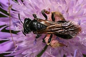 Sandbiene: Andrena hattorfiana, W Sandbiene: Andrena labiata, W