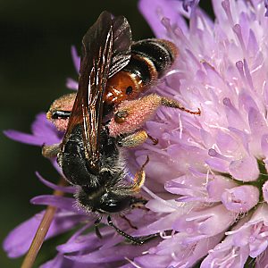 Sandbiene Andrena hattorfiana, W Sandbiene Andrena labiata, W