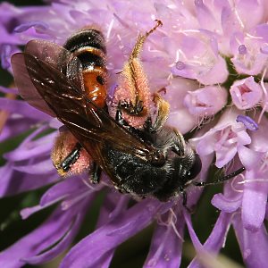Sandbiene: Andrena hattorfiana, W Sandbiene: Andrena labiata, W