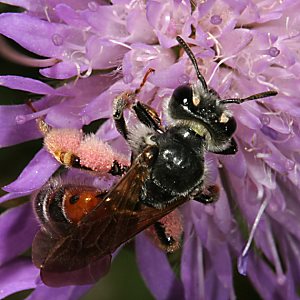 Sandbiene Andrena hattorfiana, W Sandbiene Andrena labiata, W