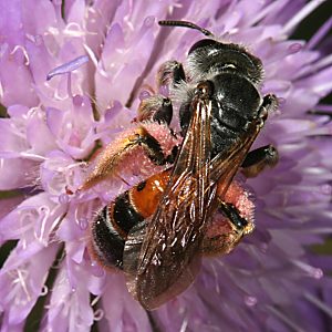Sandbiene: Andrena hattorfiana, W Sandbiene: Andrena labiata, W