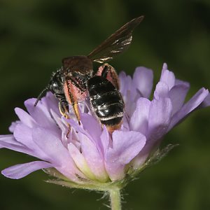 Sandbiene Andrena hattorfiana, W Sandbiene Andrena labiata, W