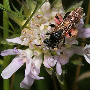 Sandbiene Andrena hattorfiana, W Sandbiene Andrena labiata, W