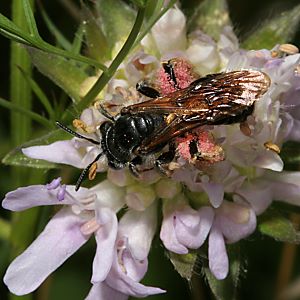 Sandbiene: Andrena hattorfiana, W Sandbiene: Andrena labiata, W