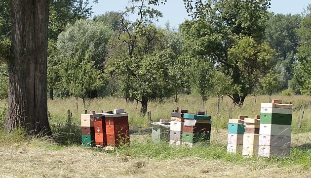 Gefährdung der Sandbiene Andrena hattorfiana Gefährdung der Sandbiene Andrena hattorfiana