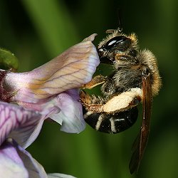 Platterbsen-Sandbiene (Andrena lathyri), W Platterbsen-Sandbiene (Andrena lathyri), W