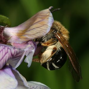 Platterbsen-Sandbiene (Andrena lathyri), W, an Vicia sepium (2) Andrena lathyri, W, an Vicia sepium (2)