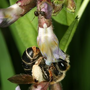 Andrena lathyri, W, an Vicia sepium (4) Andrena lathyri, W, an Vicia sepium (4)