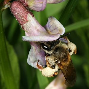 Andrena lathyri, W, an Vicia sepium (5) Andrena lathyri, W, an Vicia sepium (5)