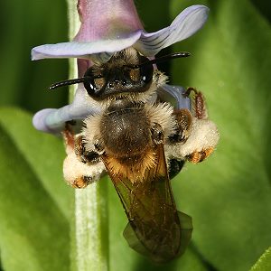 Andrena lathyri, W, an Vicia sepium (6) Andrena lathyri, W, an Vicia sepium (6)