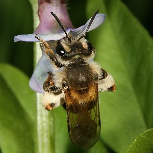 Andrena lathyri, W, an Vicia sepium (7) Andrena lathyri, W, an Vicia sepium (7)