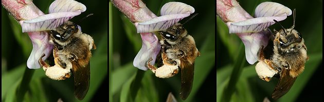 Platterbsen-Sandbiene (Andrena lathyri), W, an Vicia sepium (8-10) Platterbsen-Sandbiene (Andrena lathyri), W, an Vicia sepium (8-10)