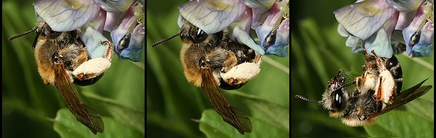 Andrena lathyri, W, an Vicia sepium (11-13) Andrena lathyri, W, an Vicia sepium (11-13)