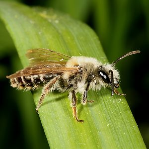 Andrena lathyri, M (1) Andrena lathyri, M (1)