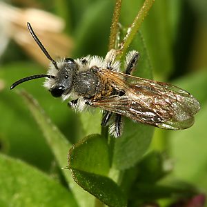 Andrena lathyri, M (2) Andrena lathyri, M (2)