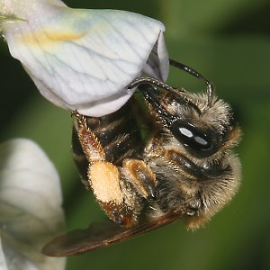 Andrena lathyri, W, an Vicia sepium (14) Andrena lathyri, W, an Vicia sepium (14)