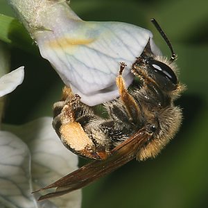 Andrena lathyri, W, an Vicia sepium (15) Andrena lathyri, W, an Vicia sepium (15)