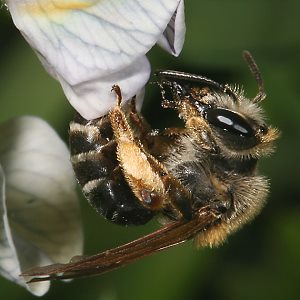 Andrena lathyri, W, an Vicia sepium (16) Andrena lathyri, W, an Vicia sepium (16)