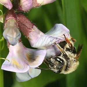 Andrena lathyri, W, an Vicia sepium (16) Andrena lathyri, W, an Vicia sepium (16)