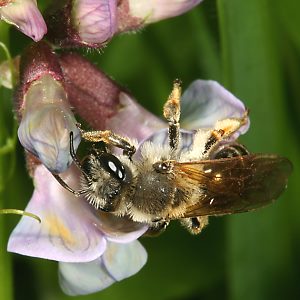Andrena lathyri, W, an Vicia sepium (17) Andrena lathyri, W, an Vicia sepium (17)