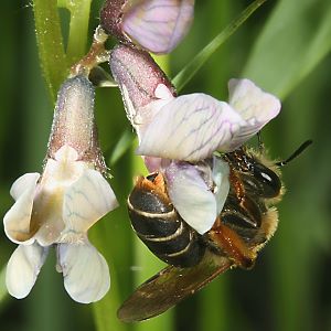 Andrena lathyri, W, an Vicia sepium (16) Andrena lathyri, W, an Vicia sepium (16)